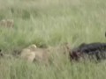 ЖЕСТЬ. Львы едят живого буйвола