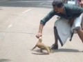 This guy helped a a Bengal monitor