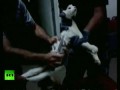 Кошку-курьера поймали в бразильской тюрьме