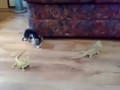 Котёнок vs ящерицы / Kitten vs Lizards