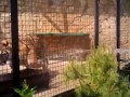 Парк Тайган Купание Амурских тигров
