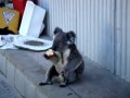 Sad Koala eats an apple, looks back on his life