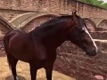 Редких грациозных лошадей марвари становится больше (новости)
