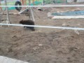 В Ярославском зоопарке медведь подрался с волками