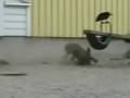 Кролик убивает ворону