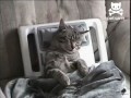Кот снимает стресс