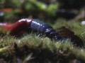 Monster leech swallows giant worm - Wonders of the Monsoon: Episode 4 - BBC Two