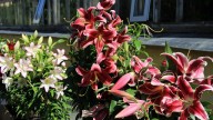 IMG_8886 копия