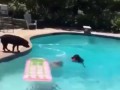 DOG JUMPING ON GIRL IN SWIMMING POOL | FUNNY ANIMAL VIDEOS !!