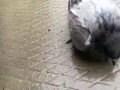 Пьяный голубь