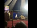 Во время циркового представления львица напала на 3-летнюю девочку