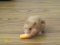 Cheese Doodle Hamster Hero - AFV