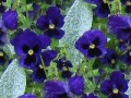 24_4