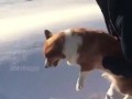 Выбросил собаку с самолета