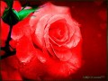 Коллаж + Анимация от tane4ki 777"Коллаж Red Rose"