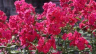 IMG_0008 копия