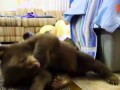 Cute Black Bear Cub Hand Raised After Being Orphaned