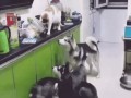 сообщник