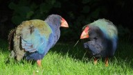 Female_and_male_takahe_standing_in_the_grass