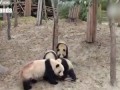 Панда рухнула с дерева