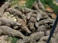Крокодилы на кубинской ферме.