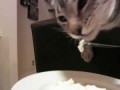 Кот ест с ложки!как человек!