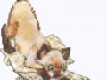 кошки