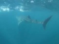 Foul hooked / tagged? whale shark