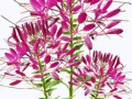 wiesenblumen 2a