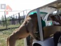 Туристы сняли на видео самого любвеобильного льва в Крыму