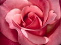 Pretty_In_Pink,_Roses
