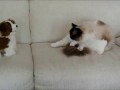 Timo the Ragdoll Cat and his plush puppy