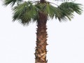 washingtoniafil02L