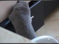 Кот без палева закрывает ящик