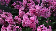 IMG_0026 копия