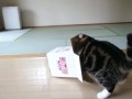 Кот Мару и коробочка
