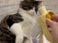 Кот ненавидит бананы