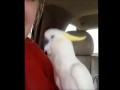 Попугай играет в прятки