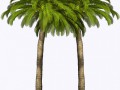 пальма близн 1