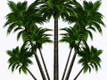 Пальмы пучком(применять на ель)