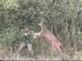 Олень атакует охотника