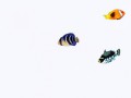 1328978215_0_c470f_19fe09fe_orig_yapfiles.ru (1)