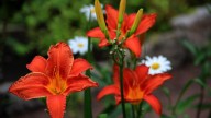 IMG_9188 копия