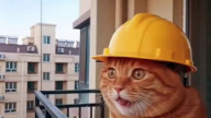 This Cat Put On A Helmet After Seeing The Figh