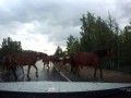 кони через дорогу