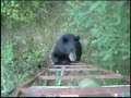 Bear Climbs Hunters Tree Stand