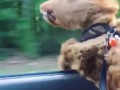Собака в окне автомобиля