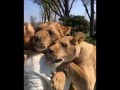 Львы встречают крестную маму
