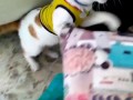 В Сети появилось видео с котом, кричащим гол
