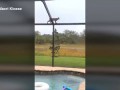 Bobcat Chasing Squirrel on Roof!